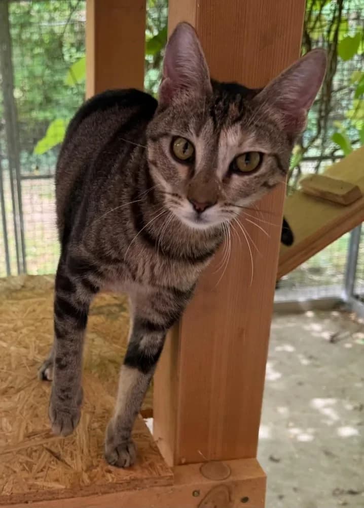 Macy, female mixed breed for adoption at Tierschutzverein Freilassing, Freilassing