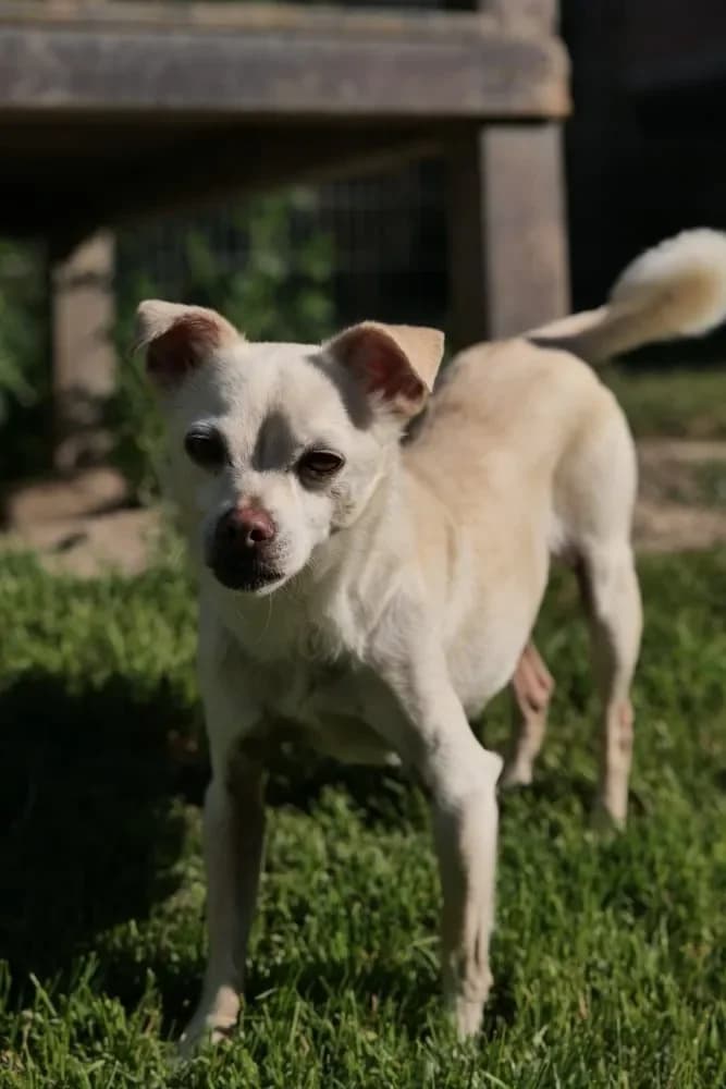 Marius *reserviert*, Mixed Breed (Tierschutzverein Freilassing)