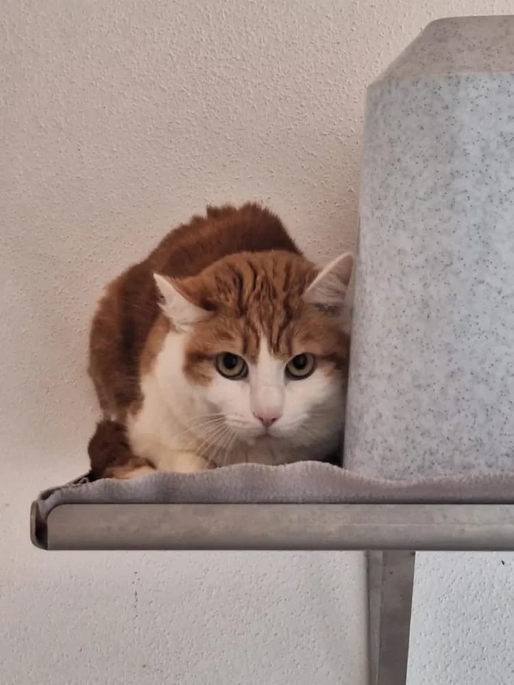 Bibo, male mixed breed for adoption at Tierschutzverein Freilassing, Freilassing