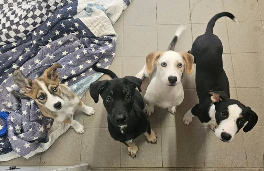 Ida, Alfred, Michl und Lina (von links nach rechts),  Mixed Breed for adoption at Tierschutzverein Freilassing, Freilassing