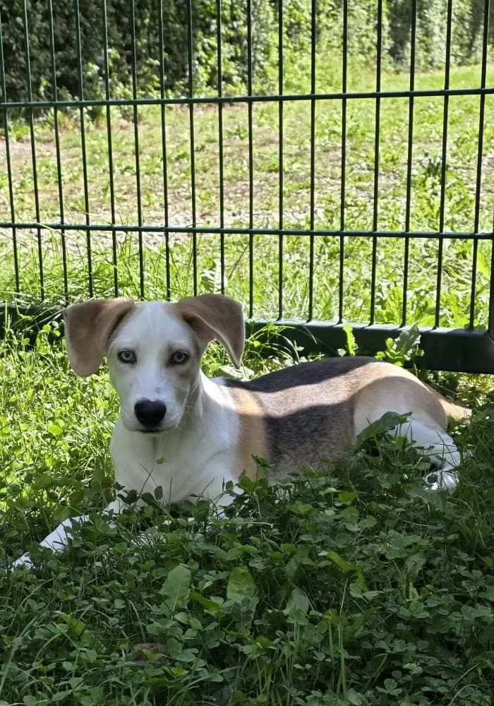 Michl, male puppy Mixed Breed for adoption at Tierschutzverein Freilassing, Freilassing