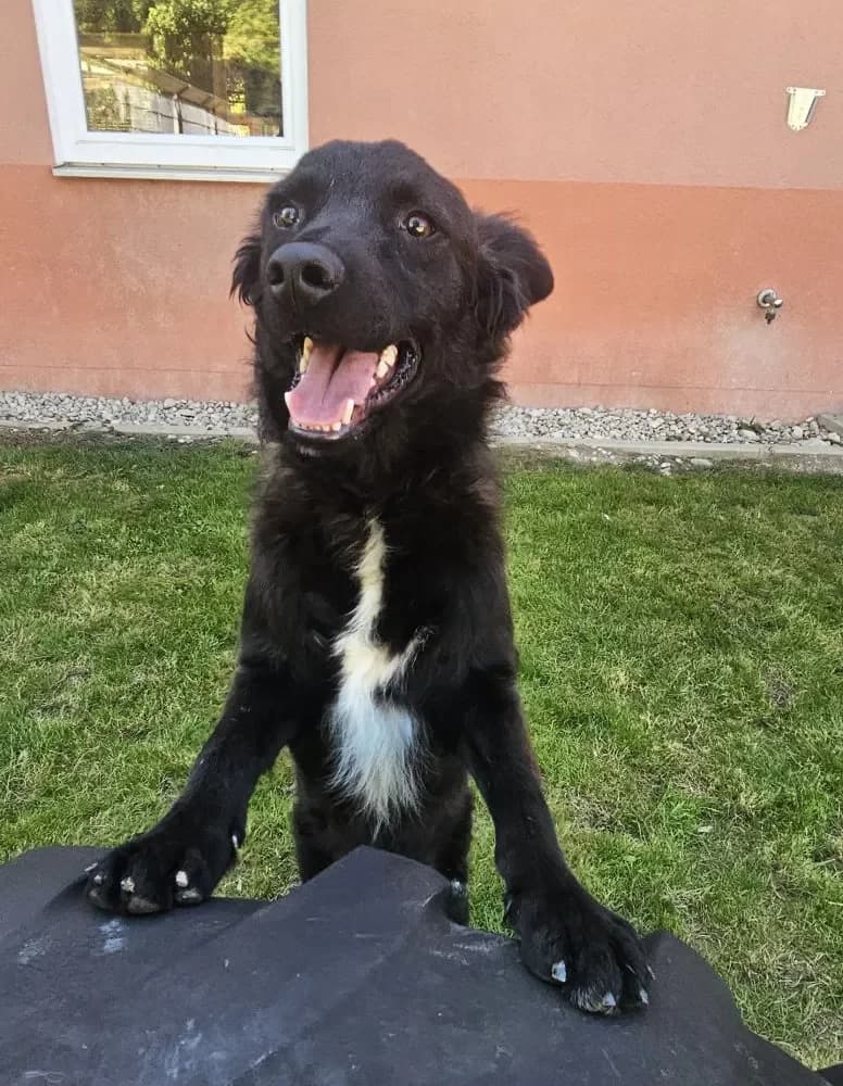 Clara, female Mixed Breed for adoption at Tierschutzverein Freilassing, Freilassing