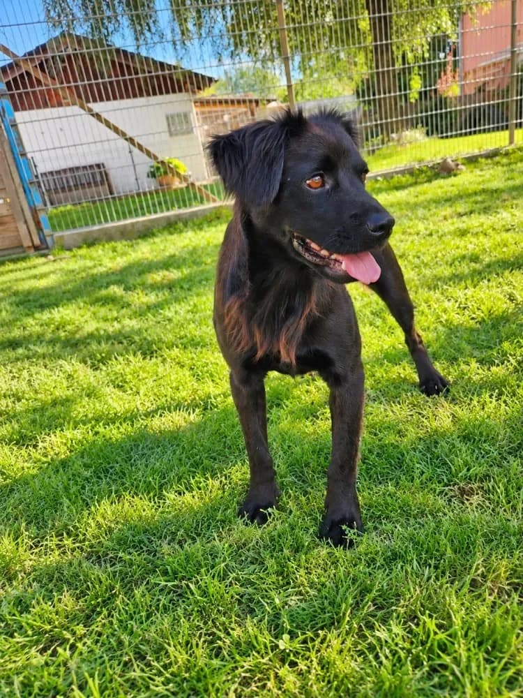 Theo, male Mixed Breed for adoption at Tierschutzverein Freilassing, Freilassing