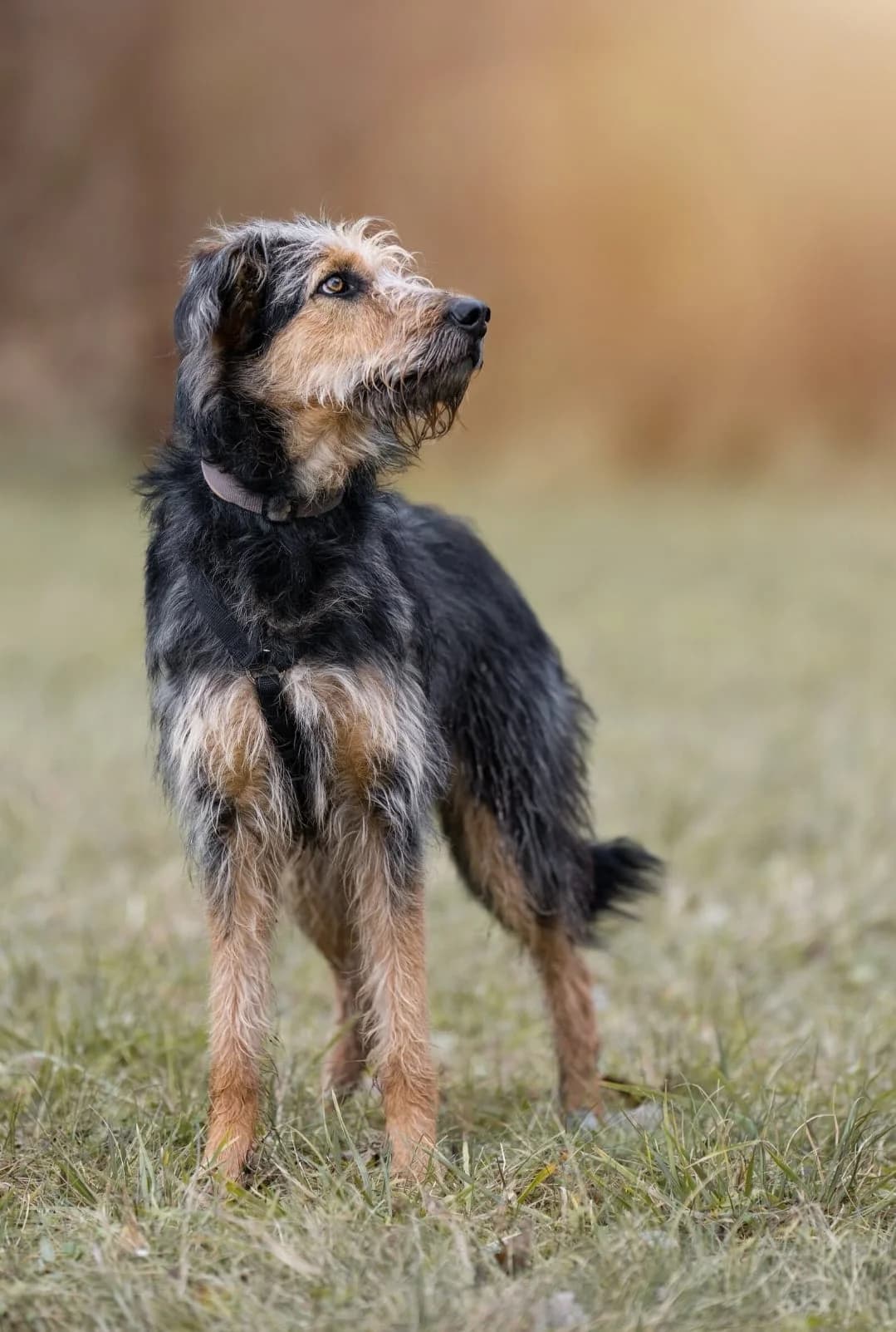 Kim, female Mixed Breed for adoption at Tierheim Landkreis Freising