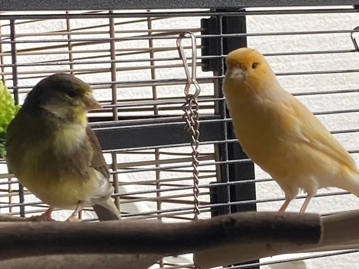 Gin und Ginko, gelb female senior Mixed Breed for adoption at Tierheim Landkreis Freising