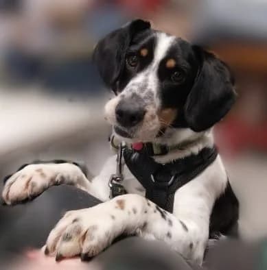 Fox, male 4yo Mixed Breed for adoption at Tierheim Landkreis Freising