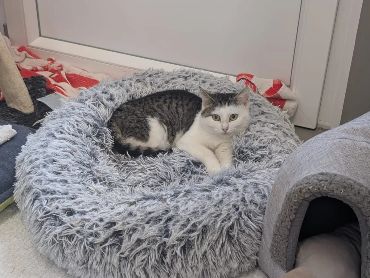 Adi und Zamparella, male Mixed Breed for adoption at Tierheim Landkreis Freising