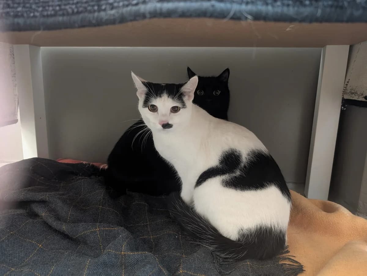 Nino und Kobra, male young Mixed Breed for adoption at Tierheim Landkreis Freising