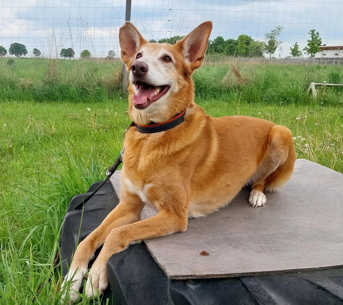Lara, female senior Mixed Breed for adoption at Tierheim Landkreis Freising