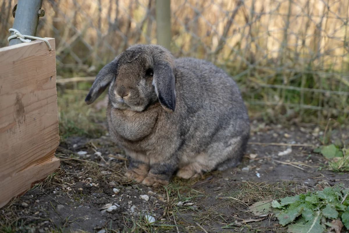 Finchen, female Mixed Breed for adoption at Tierheim Landkreis Freising