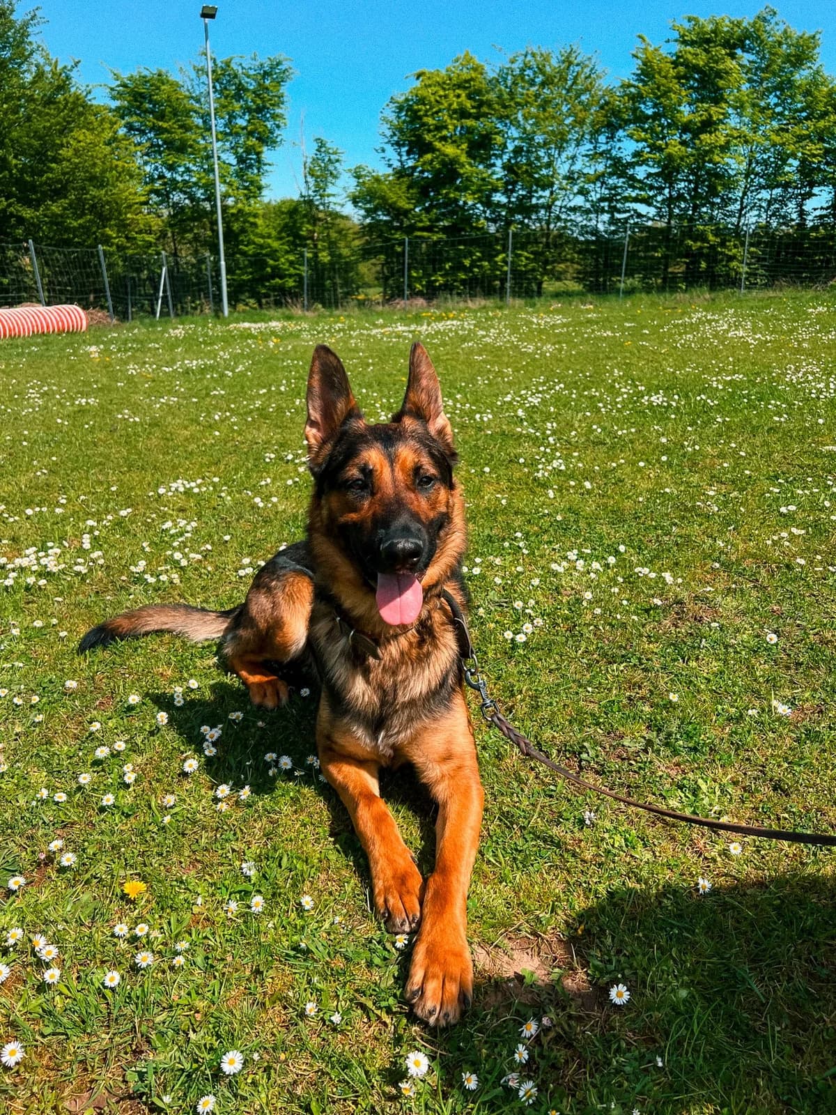 Hunter, male 3yo Mixed Breed for adoption at Tierheim Landkreis Freising