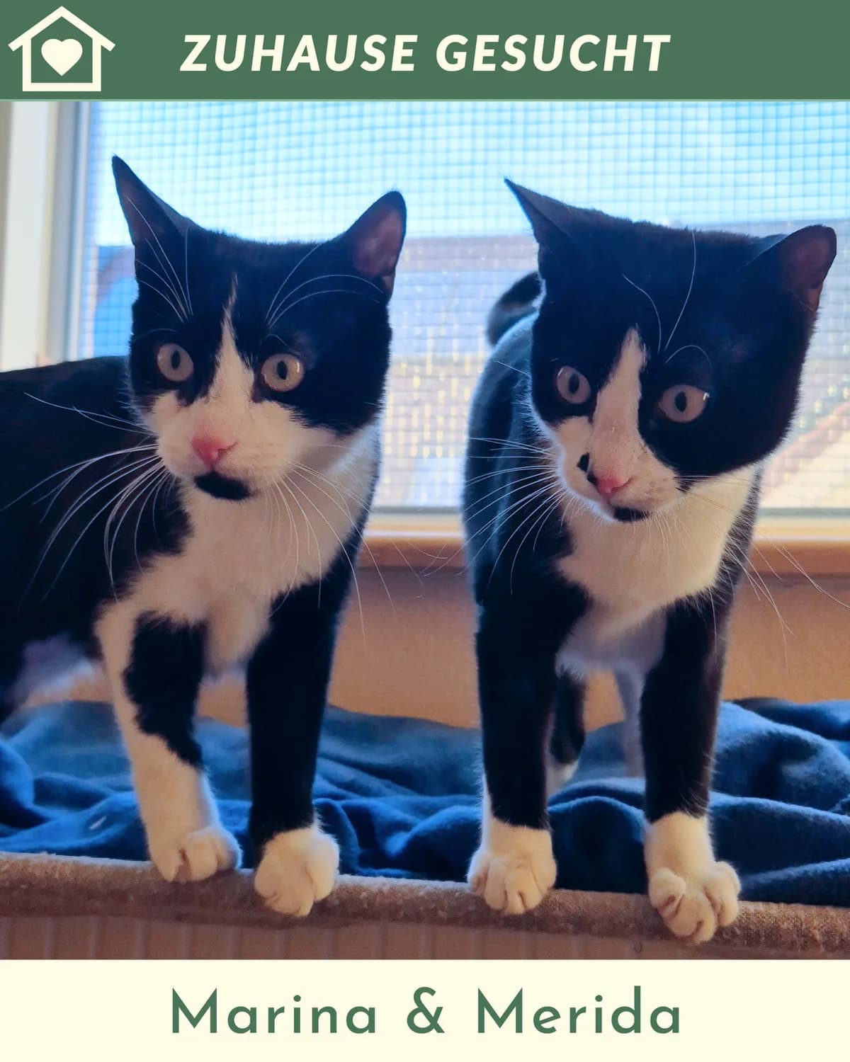 Marina & Merida, female Mixed Breed for adoption at Tierheim Landkreis Freising