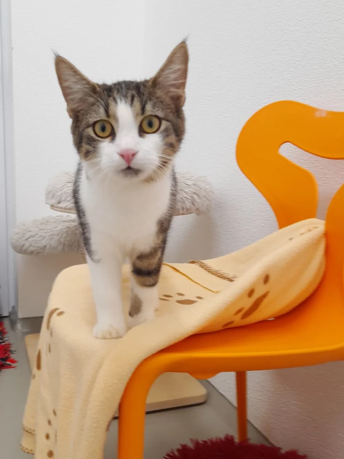 Andi, male young Mixed Breed for adoption at Tierheim Landkreis Freising
