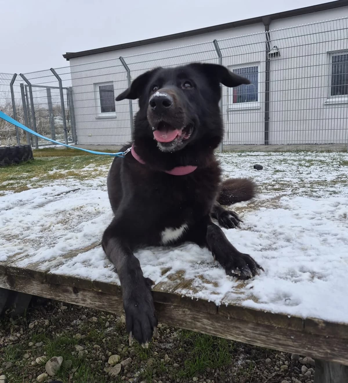 Luna, female 3yo Mixed Breed for adoption at Tierheim Landkreis Freising