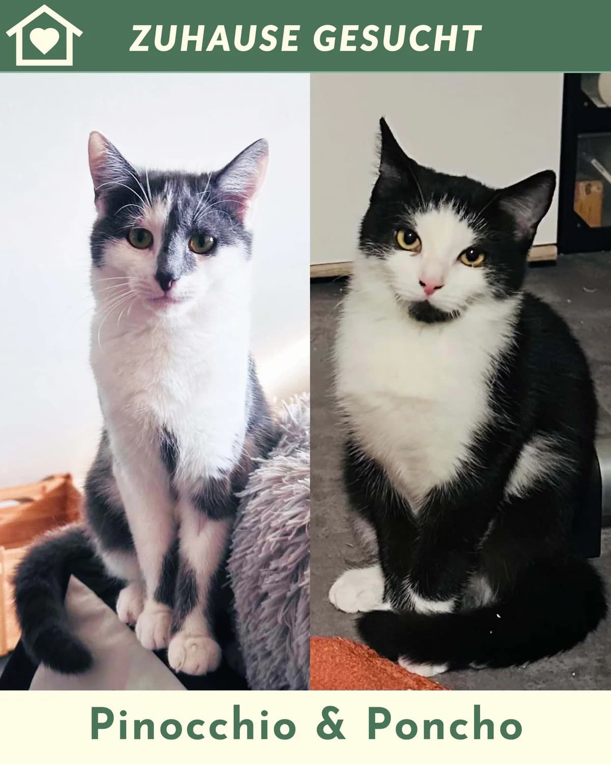 Pinocchio & Poncho, male Mixed Breed for adoption at Tierheim Landkreis Freising