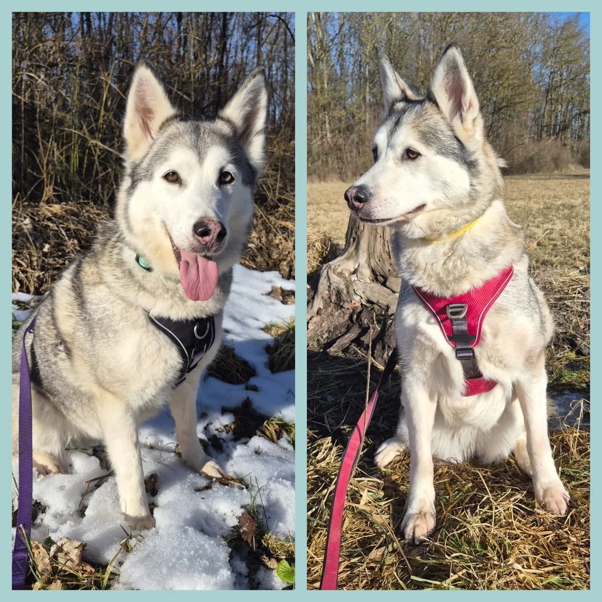 Tinker und Lotta, female senior Mixed Breed for adoption at Tierheim Landkreis Freising