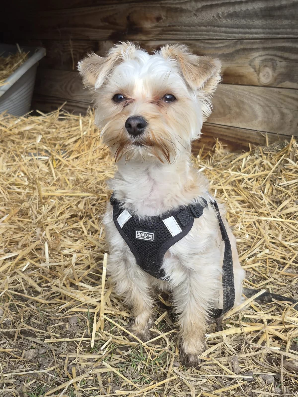 Ravioli, male young Maltese for adoption at Tierheim Landkreis Freising