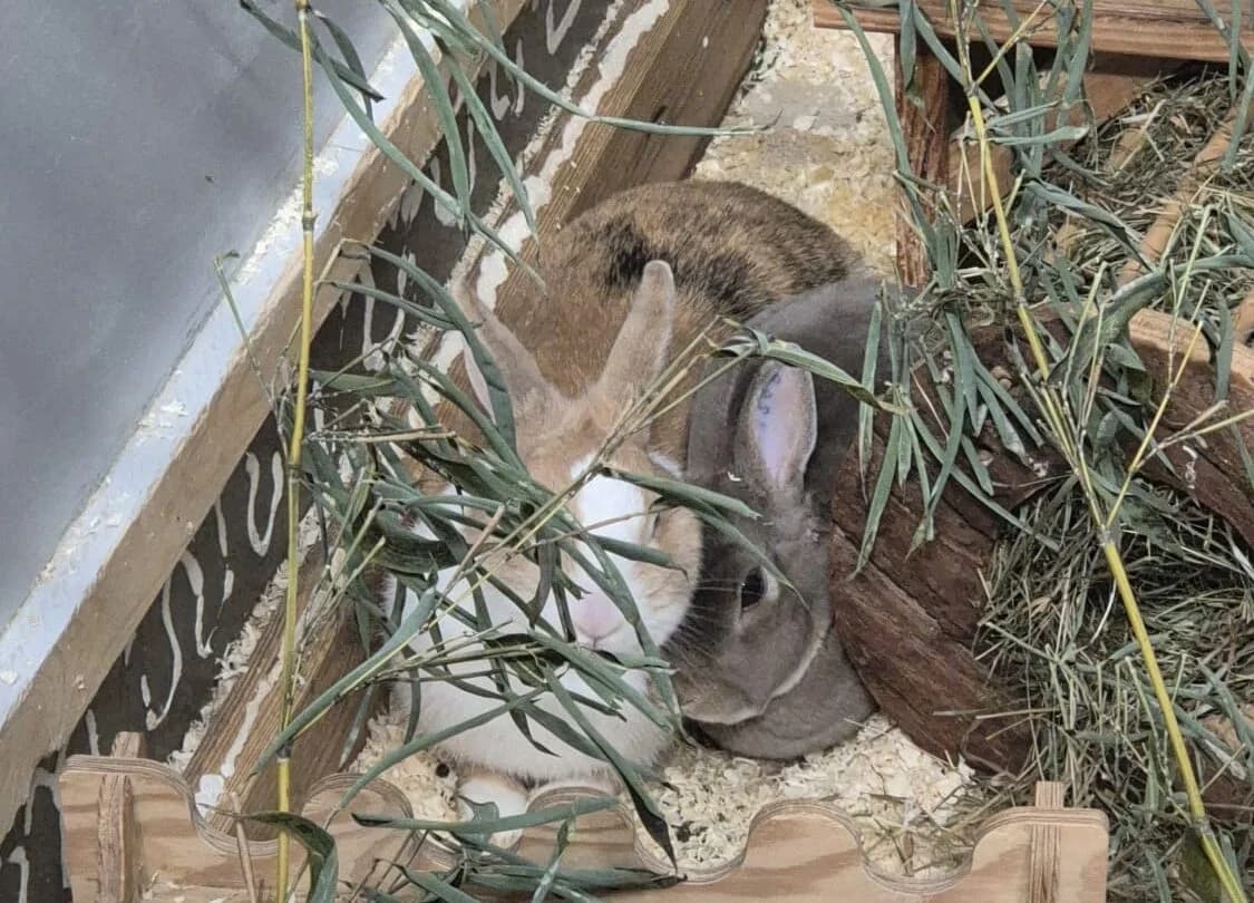 Umbra und Alma, male Mixed Breed for adoption at Tierheim Landkreis Freising