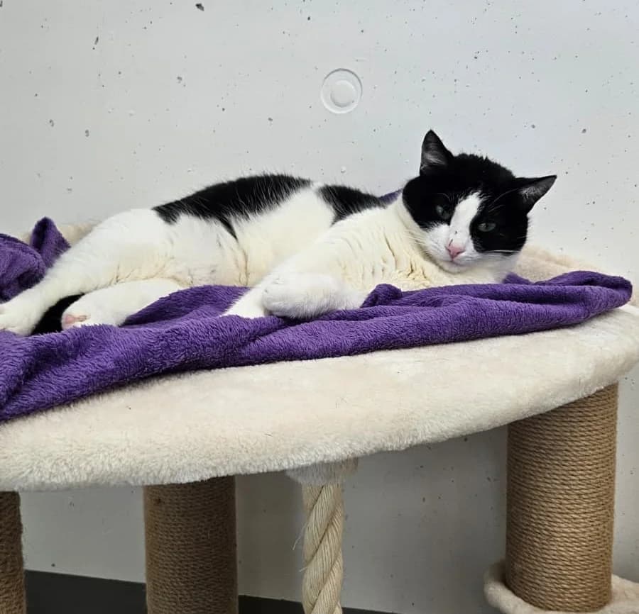 Ella, female Mixed Breed for adoption at Tierheim Landkreis Freising