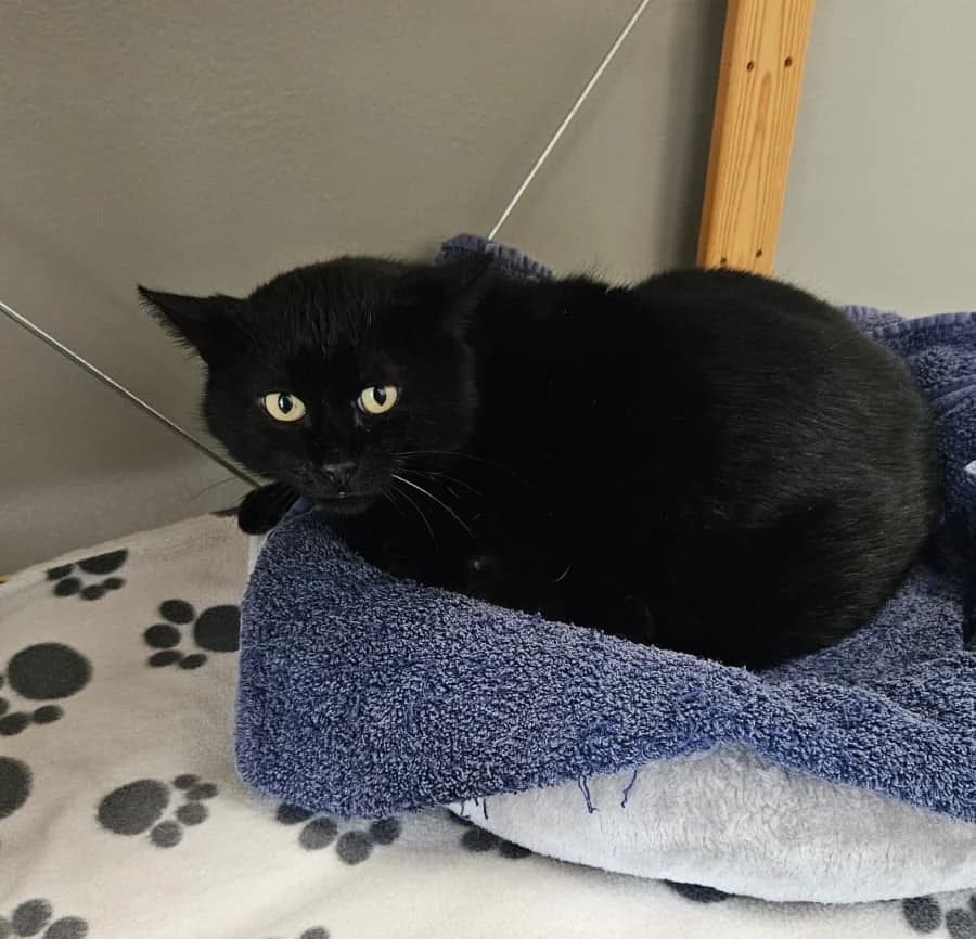 Willy, male Mixed Breed for adoption at Tierheim Landkreis Freising