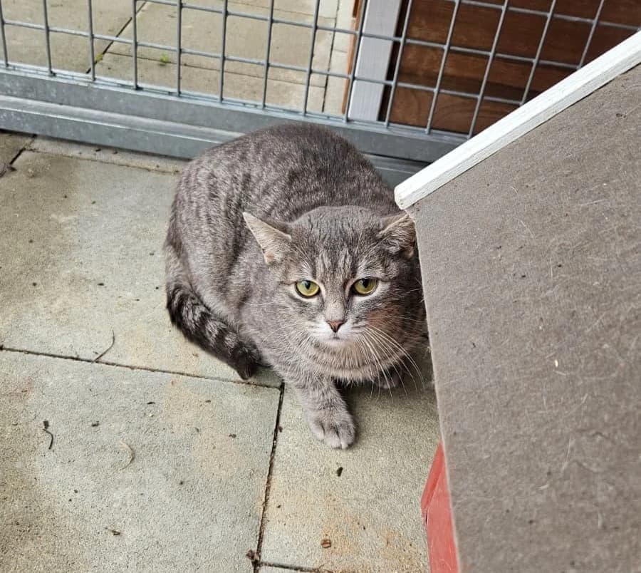 Zora, female Mixed Breed for adoption at Tierheim Landkreis Freising