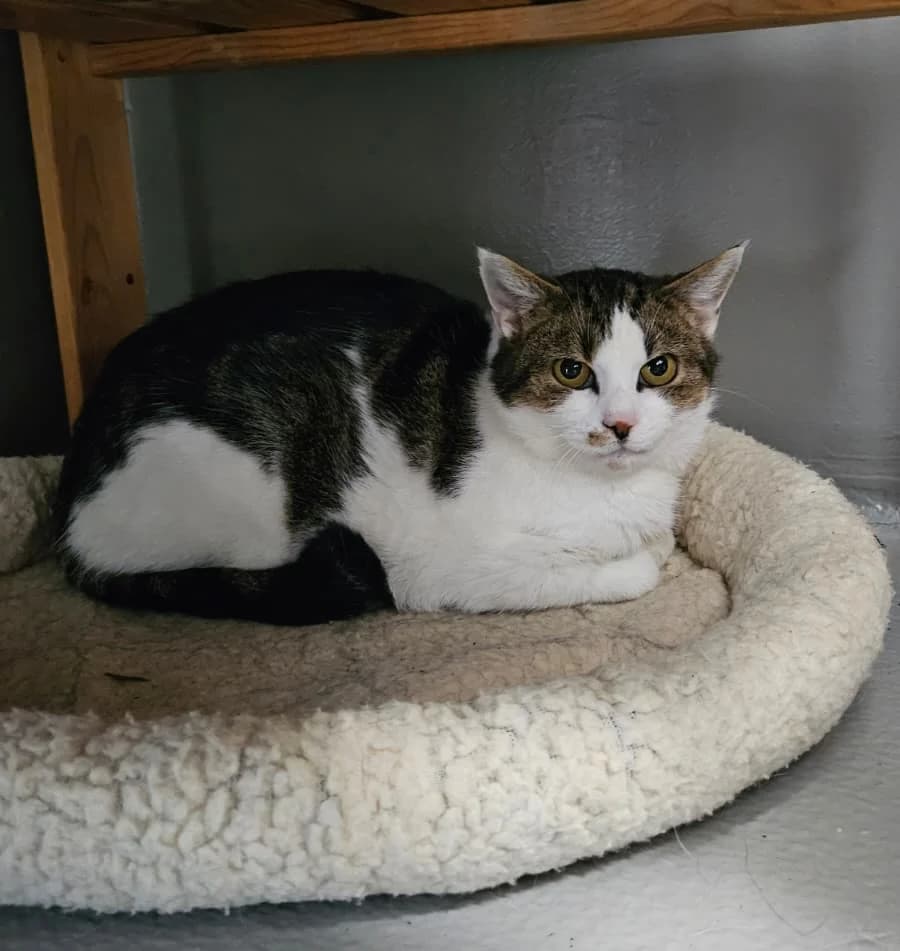 Franca, female senior Mixed Breed for adoption at Tierheim Landkreis Freising