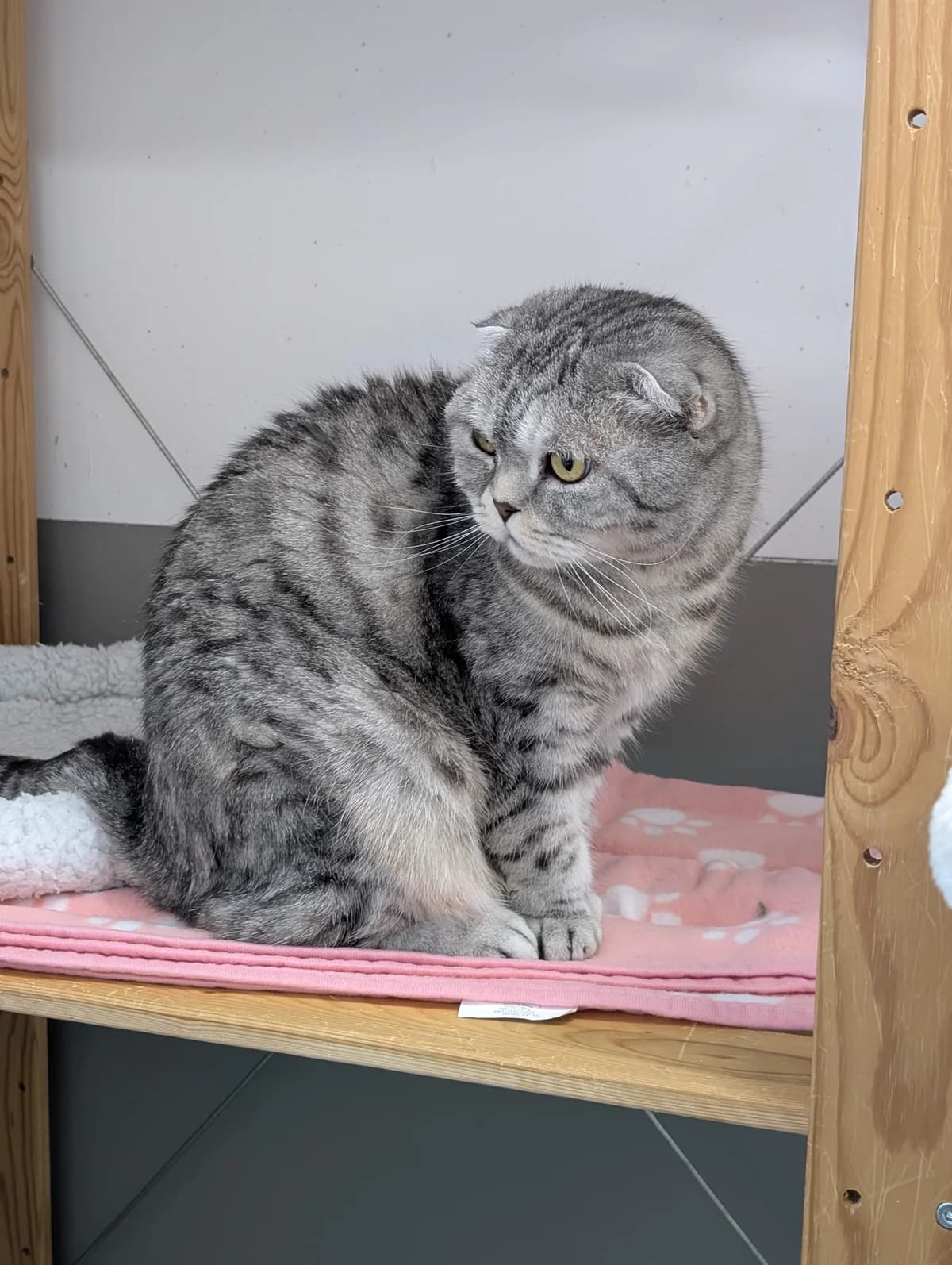 Kasimir und Kasandra, male senior Mixed Breed for adoption at Tierheim Landkreis Freising