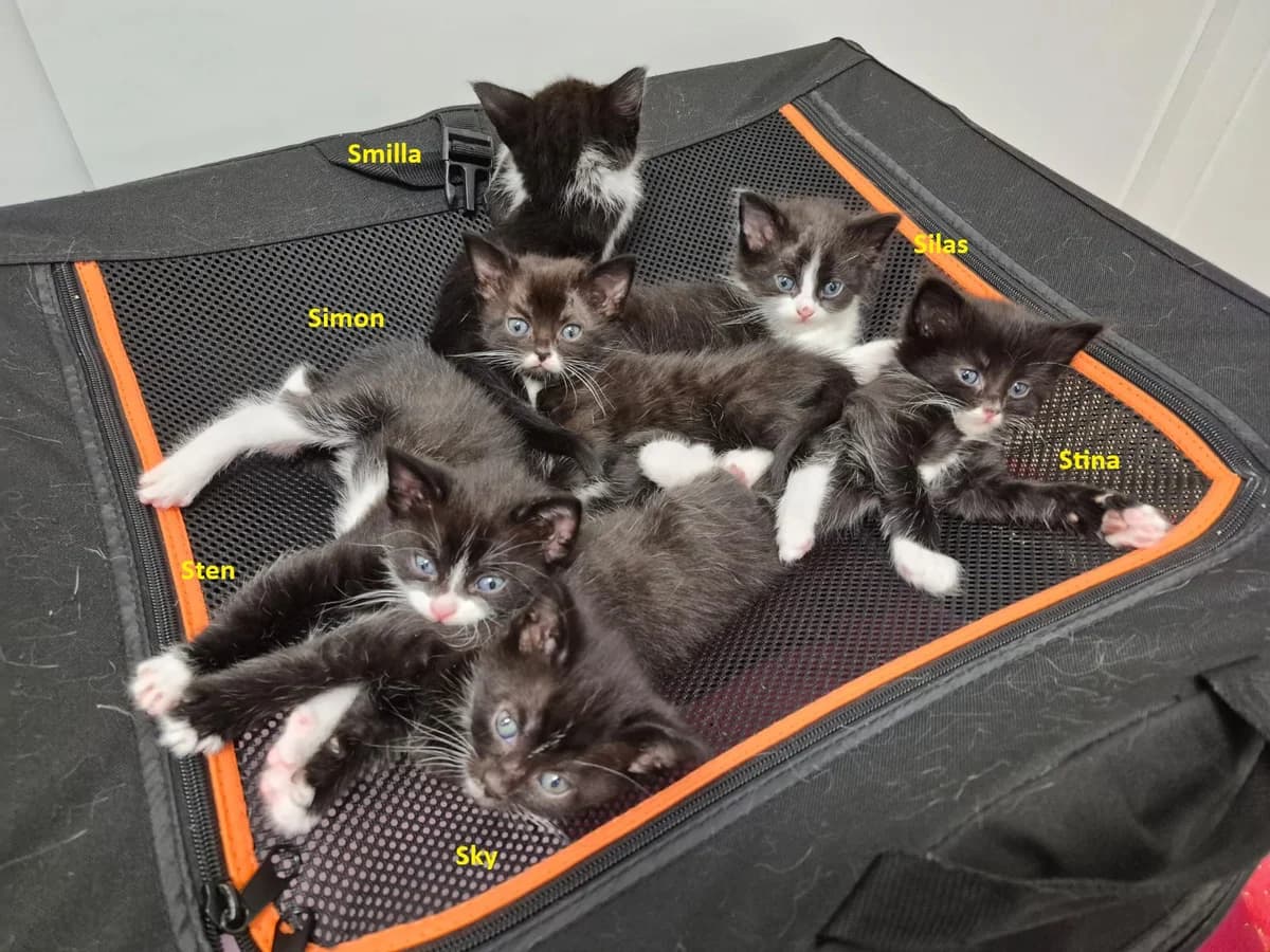 Sia mit 6 Kitten, male puppy Mixed Breed for adoption at Tierheim Landkreis Freising