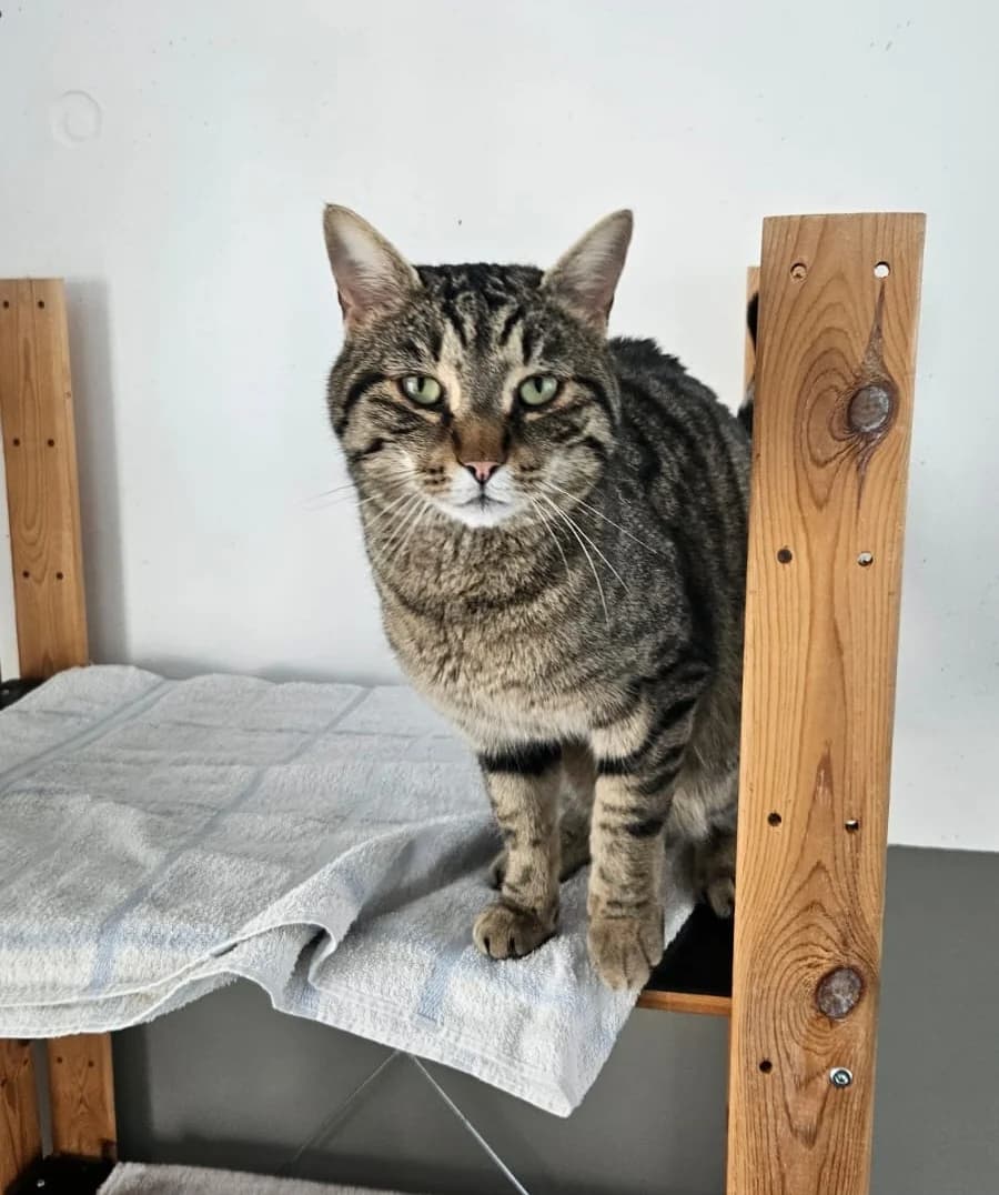 Eliah, male Mixed Breed for adoption at Tierheim Landkreis Freising