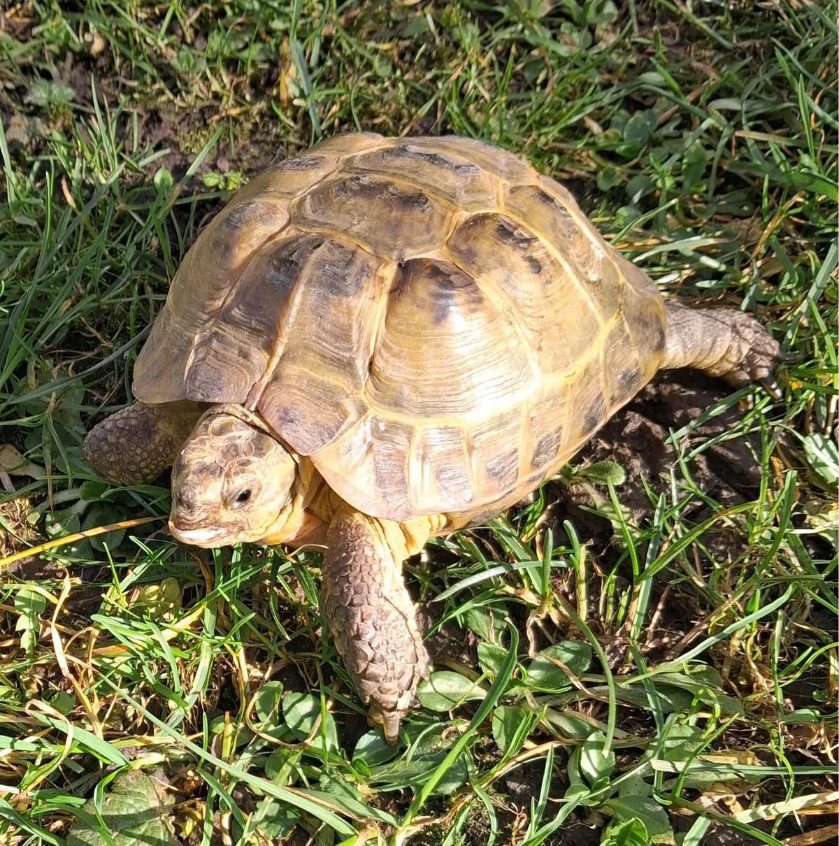 Anton, male Mixed Breed for adoption at Tierheim Landkreis Freising
