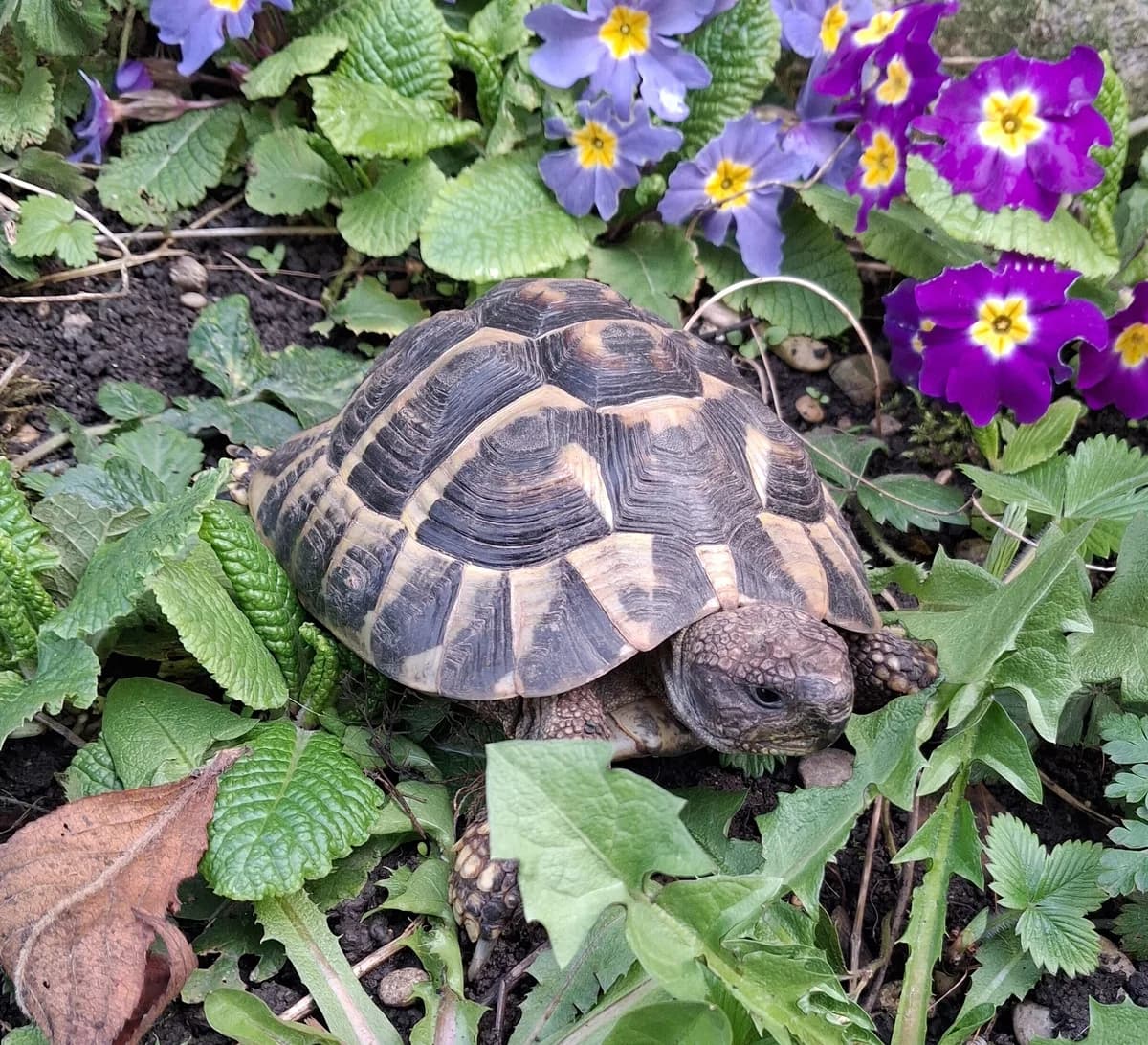 Horst, male Mixed Breed for adoption at Tierheim Landkreis Freising