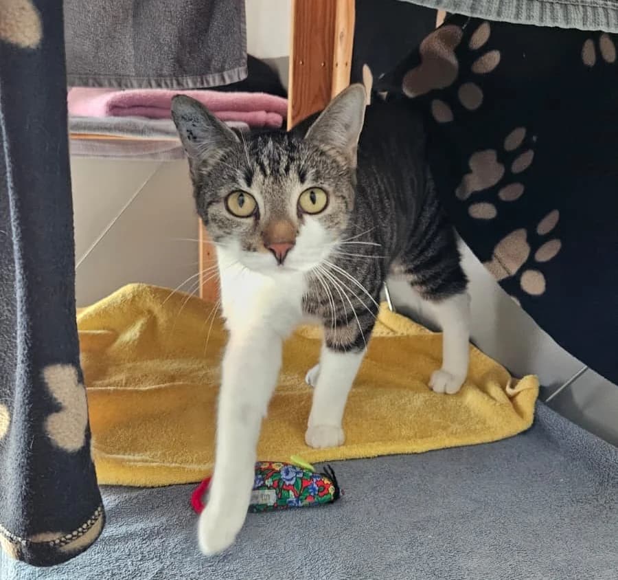 Violett und Vicky, female Mixed Breed for adoption at Tierheim Landkreis Freising