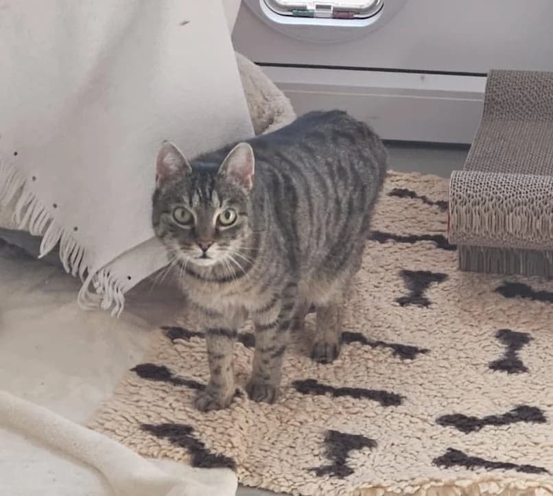 Minka und Holly, female Mixed Breed for adoption at Tierheim Landkreis Freising