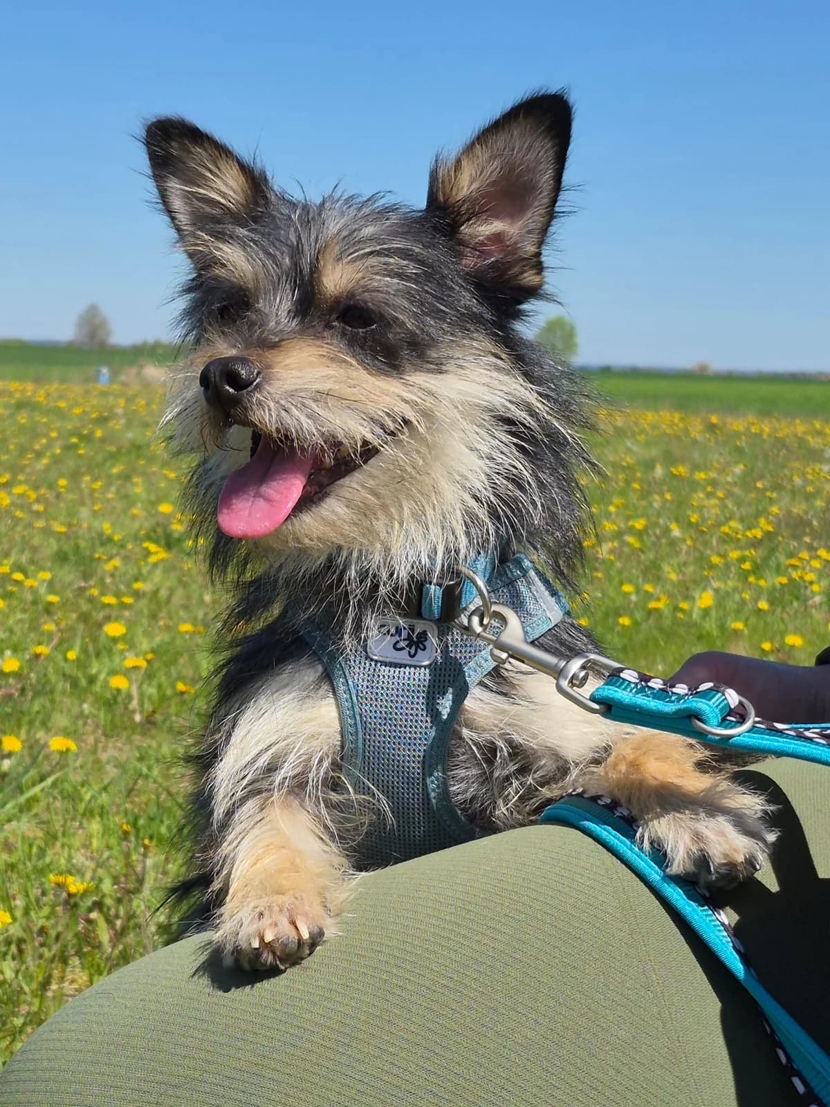 Fussel, female 3yo Mixed Breed for adoption at Tierheim Landkreis Freising