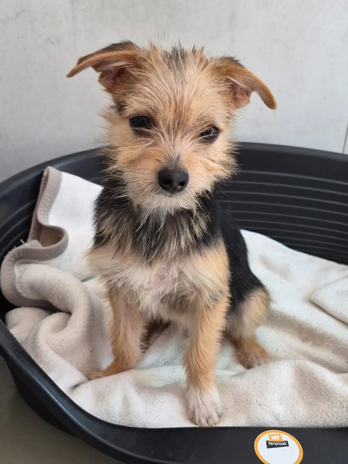 Schorschi, male puppy Mixed Breed for adoption at Tierheim Landkreis Freising