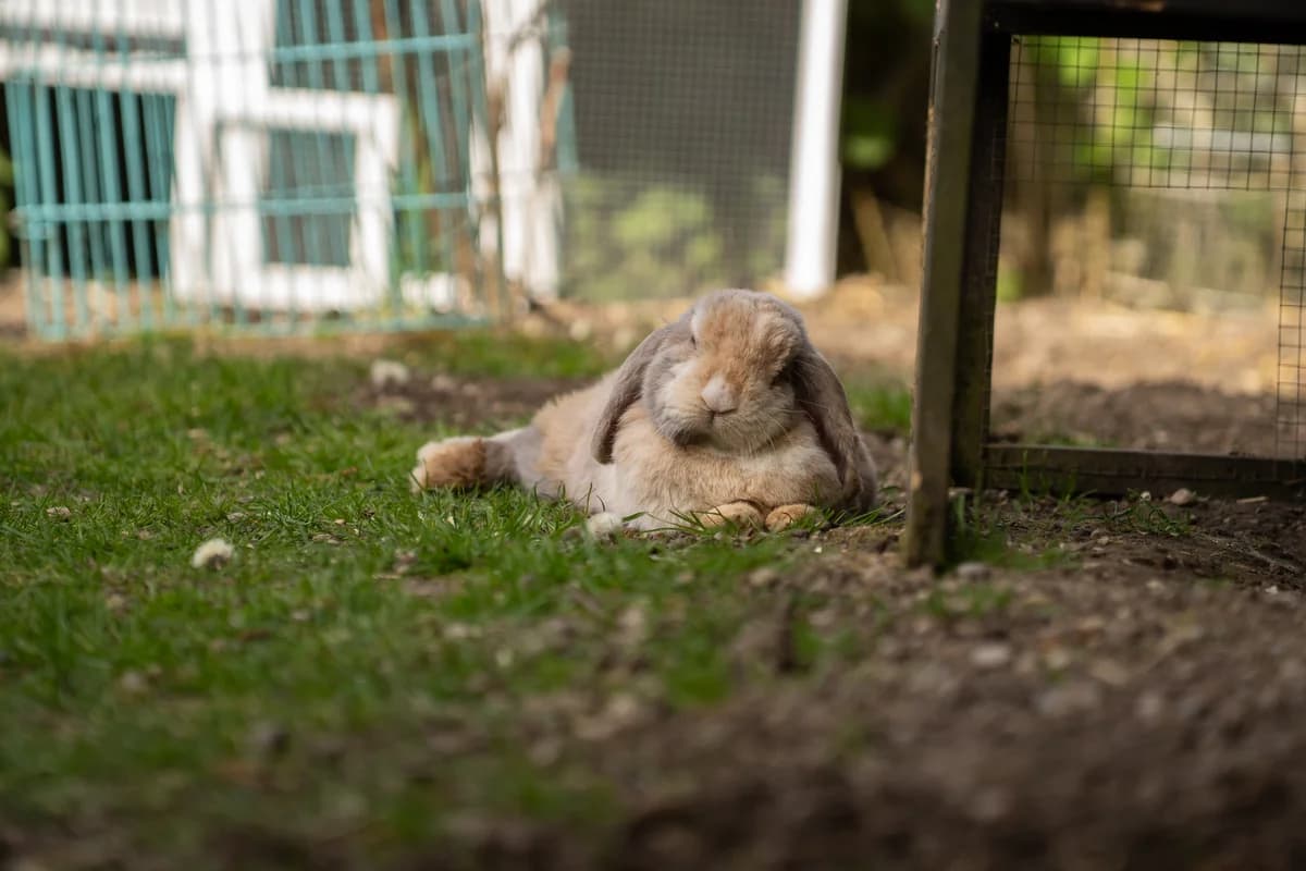 Yuki, male Mixed Breed for adoption at Tierheim Landkreis Freising