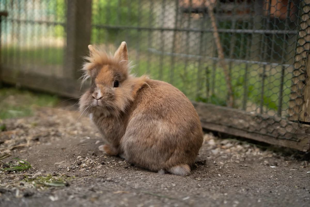 Mario, Miro und Emilia, male Mixed Breed for adoption at Tierheim Landkreis Freising