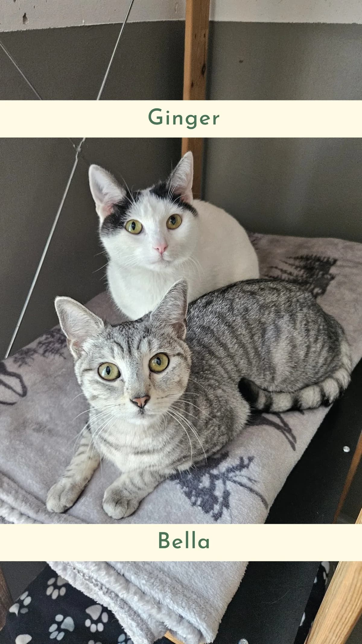 Bella und Ginger, female young Mixed Breed for adoption at Tierheim Landkreis Freising