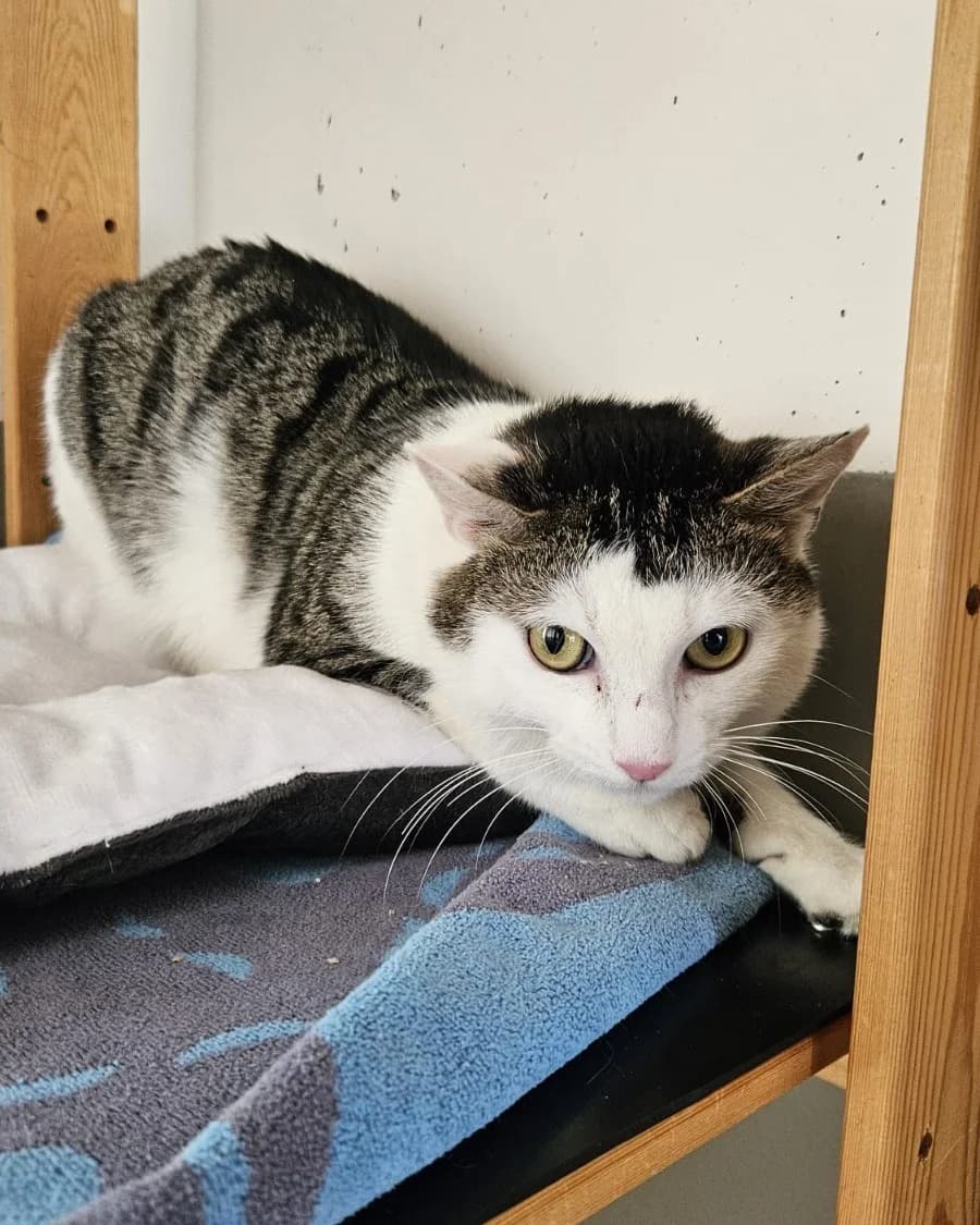 Franky, male 4yo Mixed Breed for adoption at Tierheim Landkreis Freising
