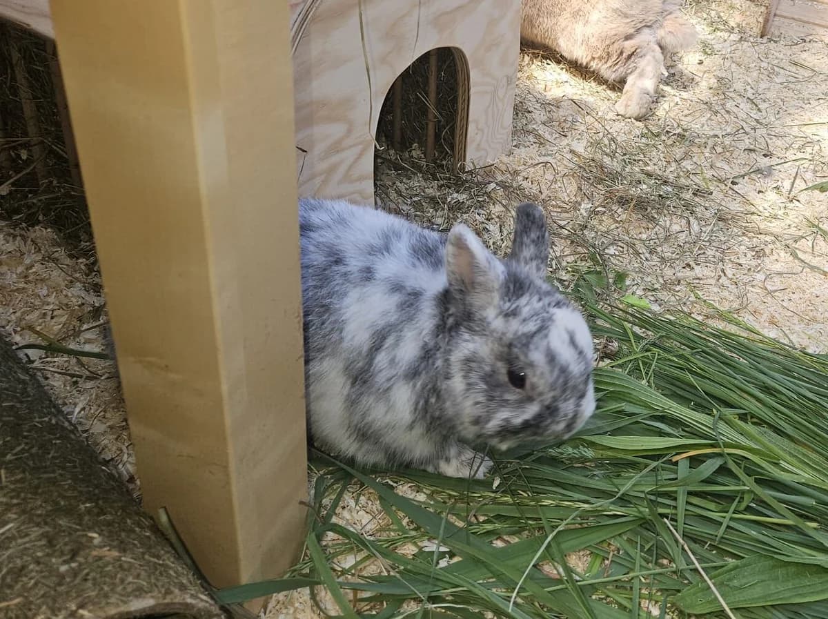 Carl, male Mixed Breed for adoption at Tierheim Landkreis Freising