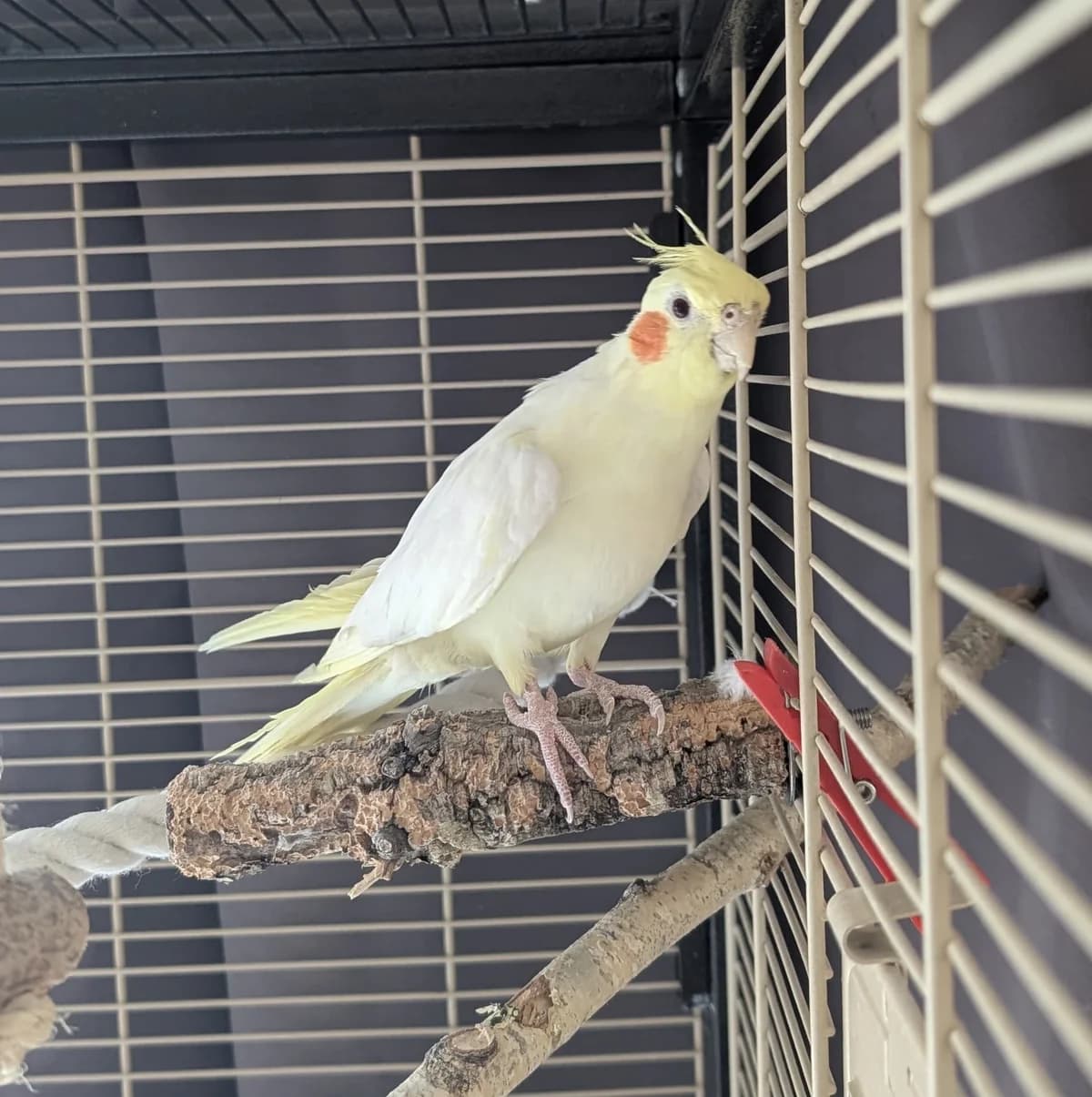 Hinz, female Mixed Breed for adoption at Tierheim Landkreis Freising