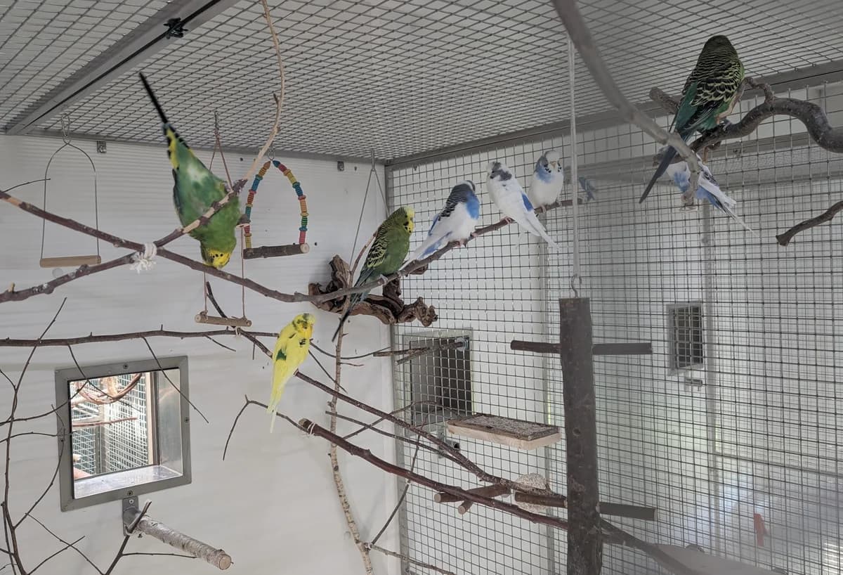 Ein Schwarm Wellensittiche, male 4yo Mixed Breed for adoption at Tierheim Landkreis Freising