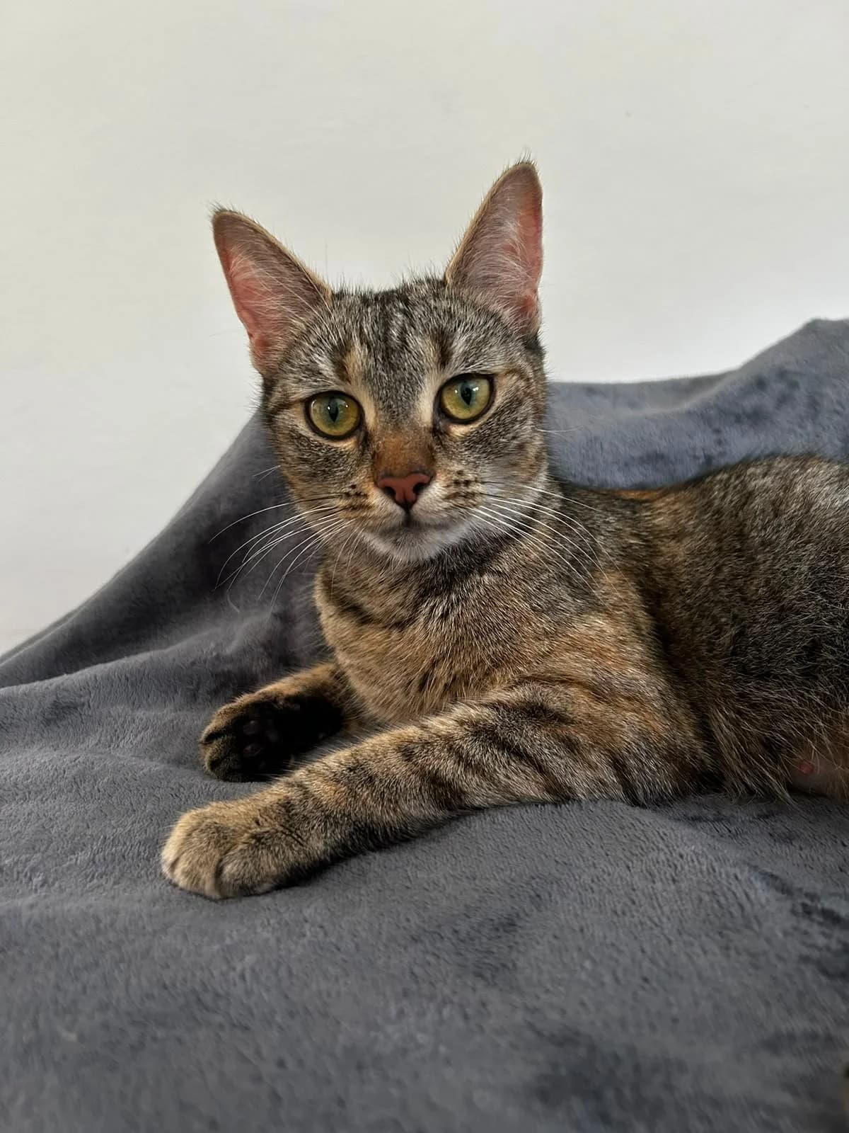 Helena, female young Mixed Breed for adoption at Tierheim Landkreis Freising