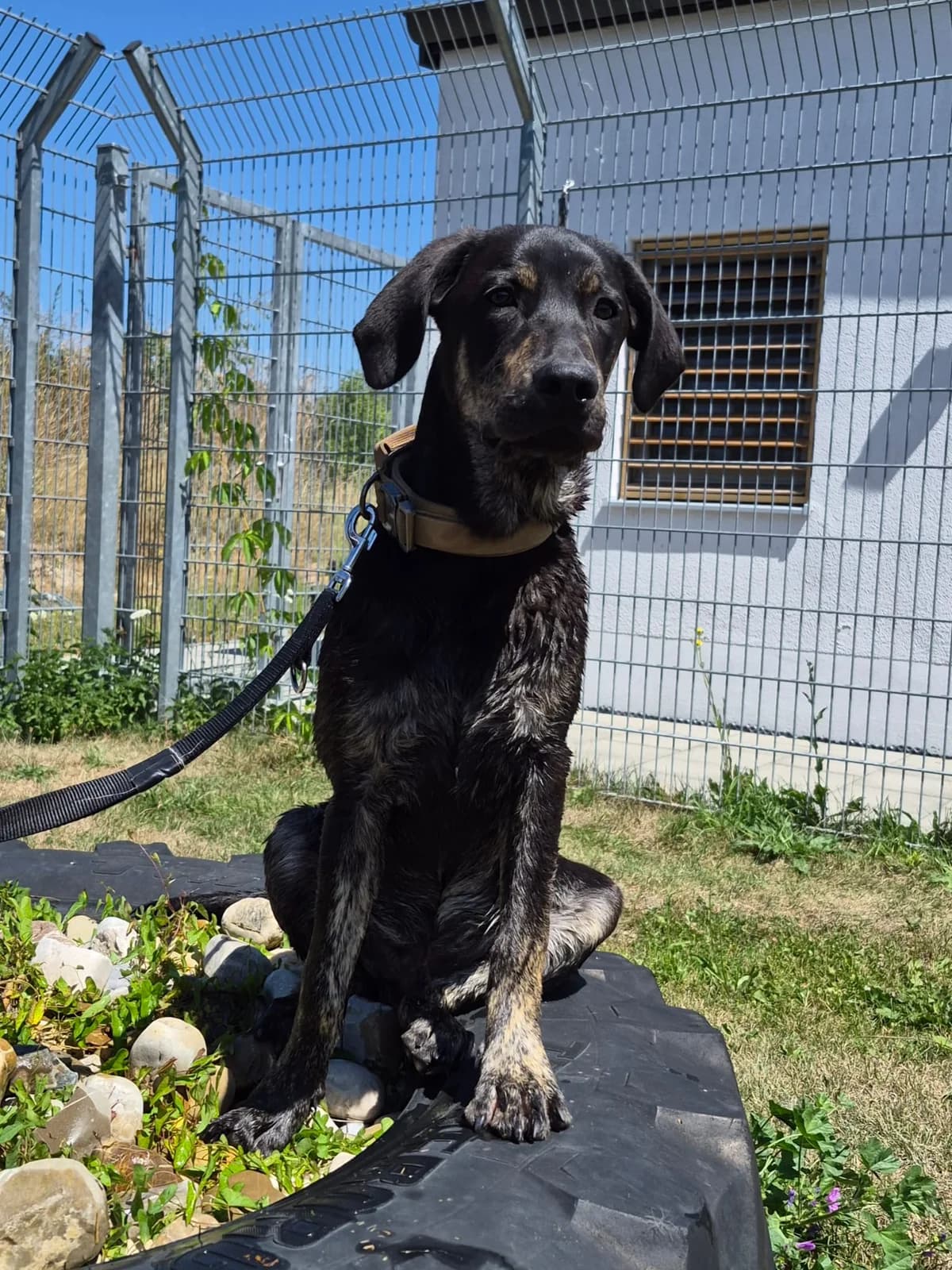 Xaferl, male puppy Mixed Breed for adoption at Tierheim Landkreis Freising