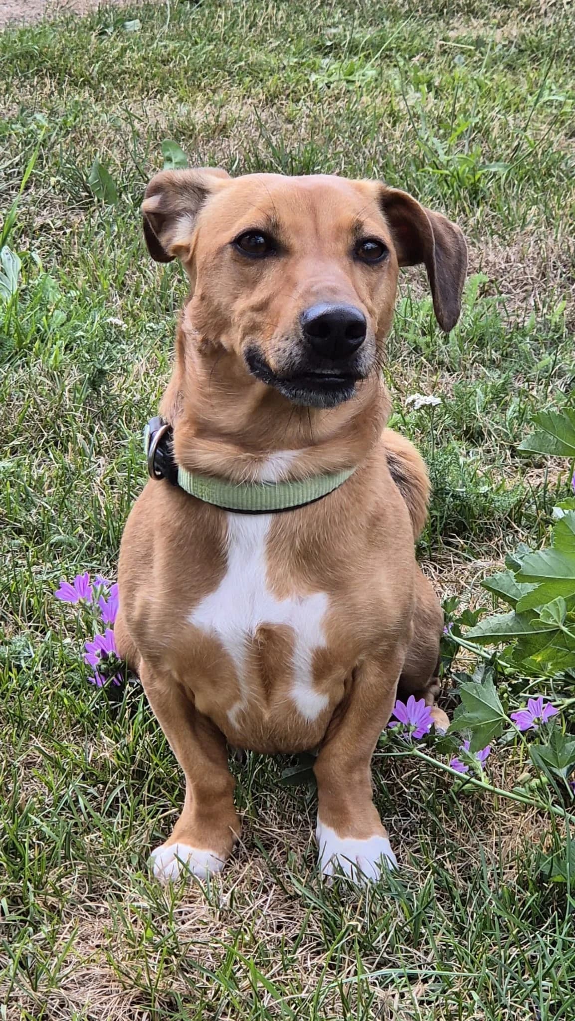 Elektra (Elli), female 3yo Mixed Breed for adoption at Tierheim Landkreis Freising