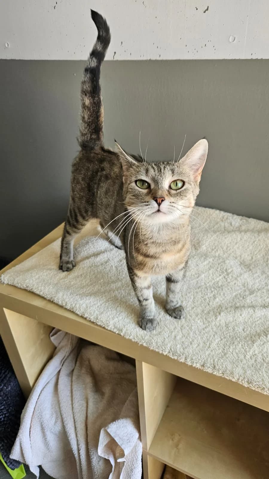 Lena, Lilli, female senior Mixed Breed for adoption at Tierheim Landkreis Freising