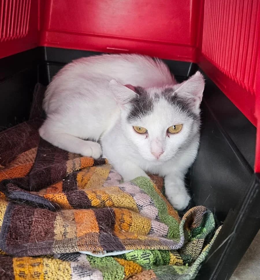Shiva, female 6yo Mixed Breed for adoption at Tierheim Landkreis Freising