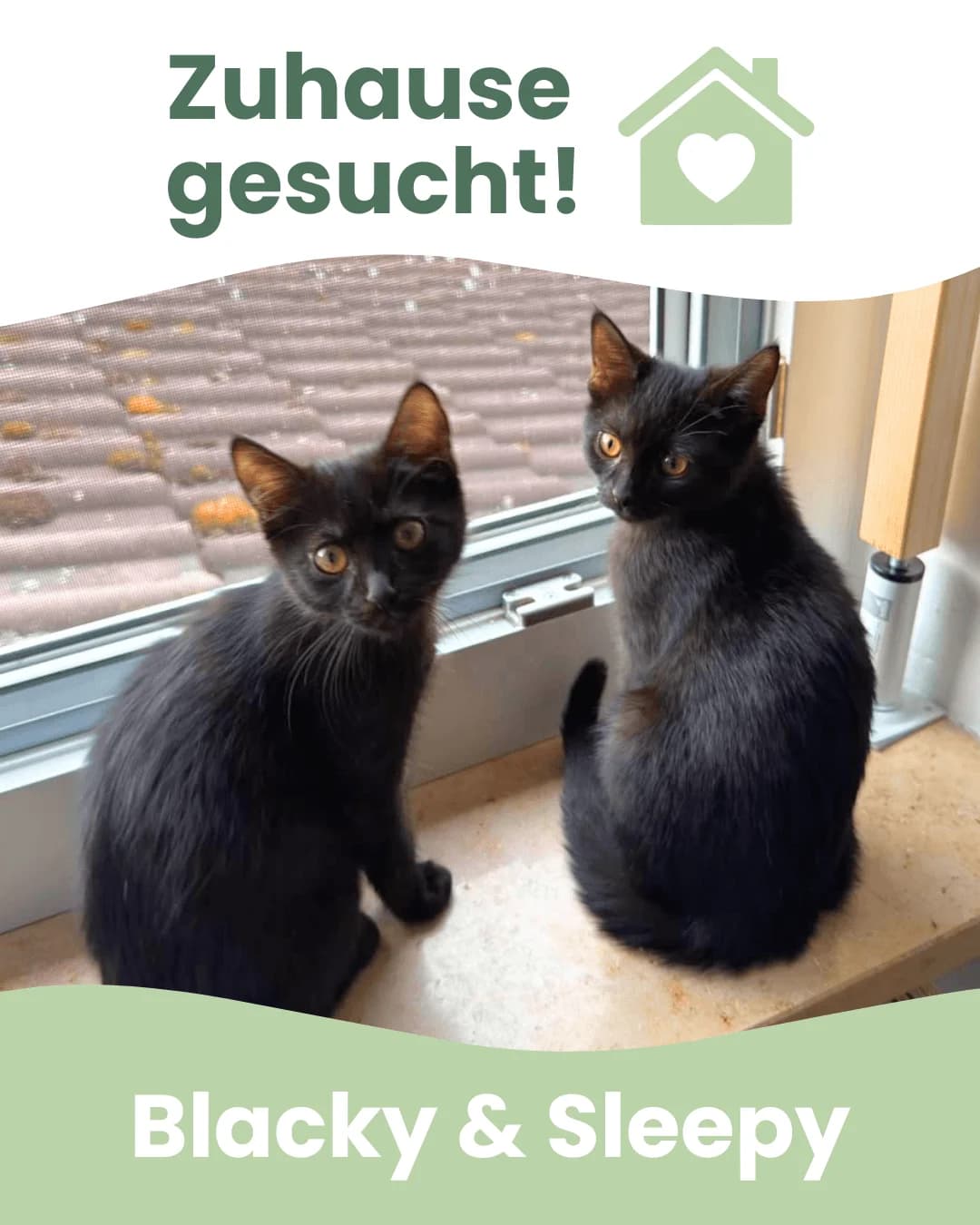 Blacky & Sleepy, female Mixed Breed for adoption at Tierheim Landkreis Freising