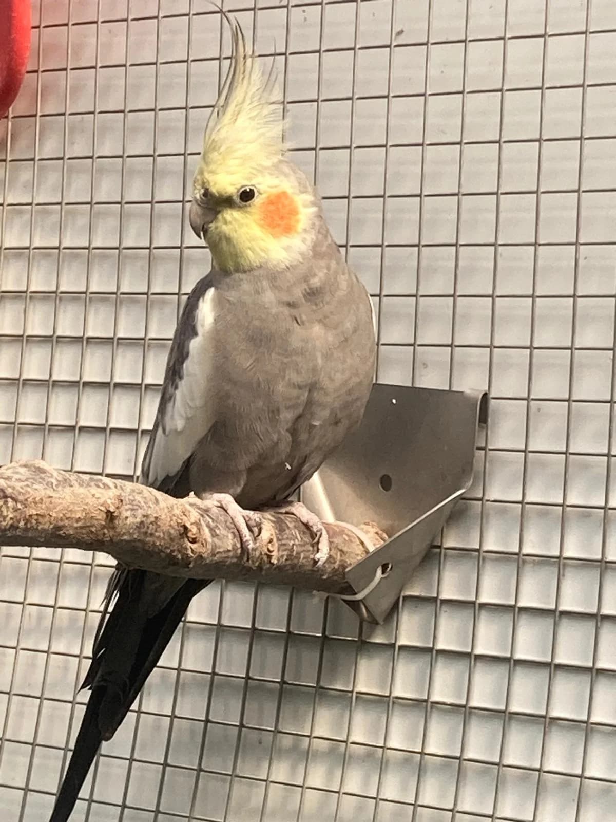 Upsi, male Mixed Breed for adoption at Tierheim Landkreis Freising