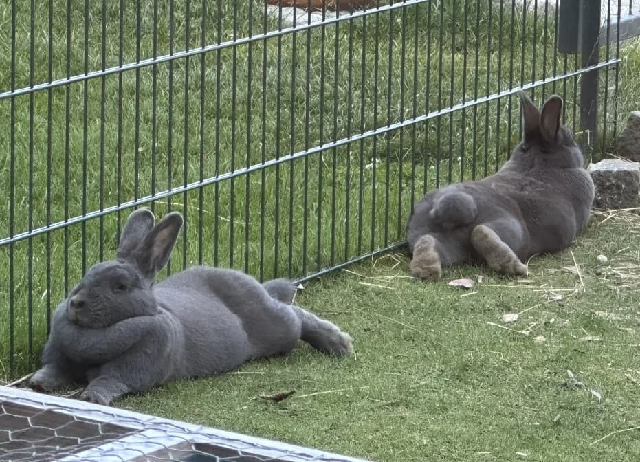 Gastvermittlung, female Mixed Breed for adoption at Tierheim Landkreis Freising